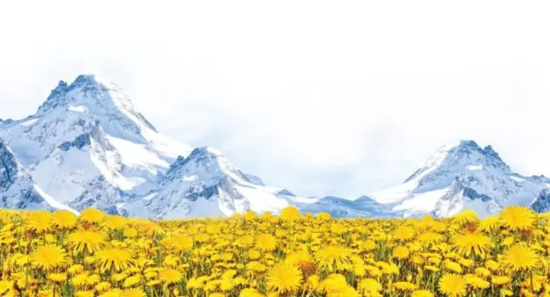 ออร์แกนิค สิ่งดีๆ จากธรรมชาติ เพื่อคนรักสุขภาพ เริ่มได้ตั้งแต่สุขภาพปากและฟัน ด้วยนวัตกรรม “Organic Swiss calendula”