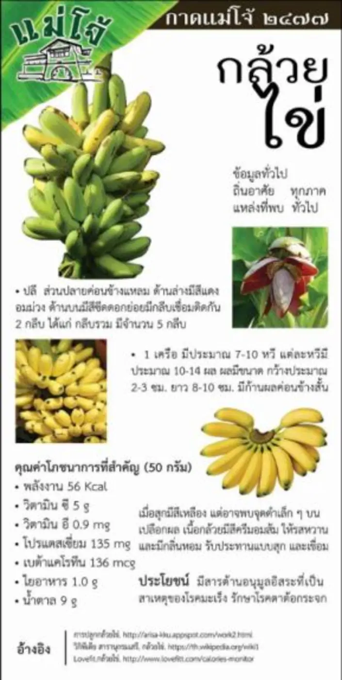 กาดแม่โจ้ 2477 วันศุกร์-เสาร์ นี้ มีแต่เรื่อง..กล้วยๆ