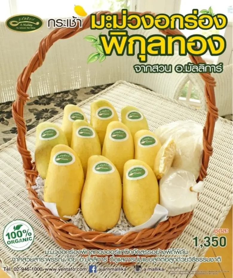 อร่อยล้นกับความหวานหอมของมะม่วงอกร่องพิกุ...