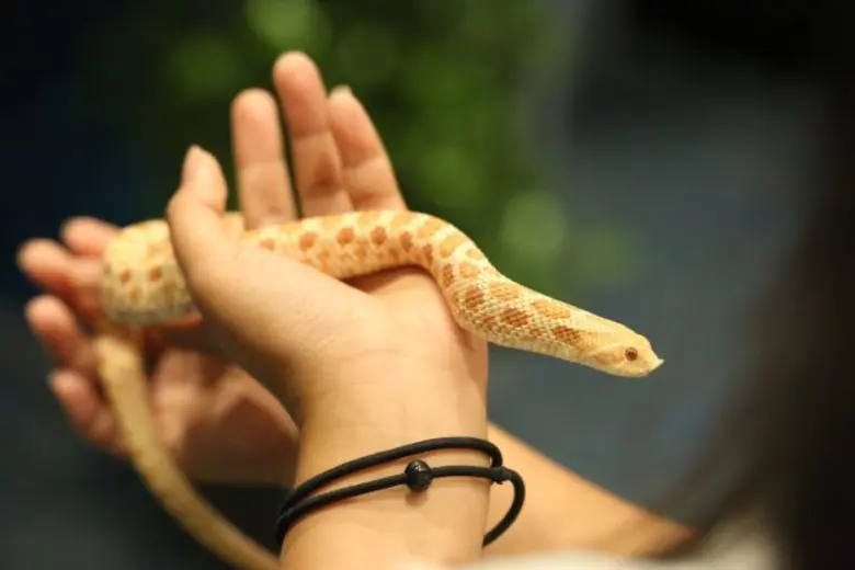 “นีโอ” ชวนคนรักสัตว์ พาเพื่อนรัก ประชันความน่าร๊อคคคค!!! ในงาน PET EXPO Thailand 2017 พร้อมขนขบวนสัตว์เลี้ยง และสินค้าจัดแสดงเพียบ ดีเดย์ 25 พ.ค.นี้