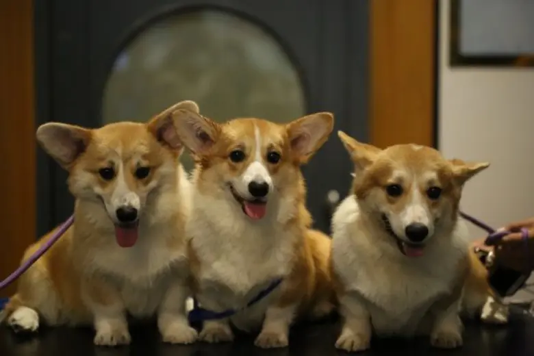 “นีโอ” ชวนคนรักสัตว์ พาเพื่อนรัก ประชันความน่าร๊อคคคค!!! ในงาน PET EXPO Thailand 2017 พร้อมขนขบวนสัตว์เลี้ยง และสินค้าจัดแสดงเพียบ ดีเดย์ 25 พ.ค.นี้