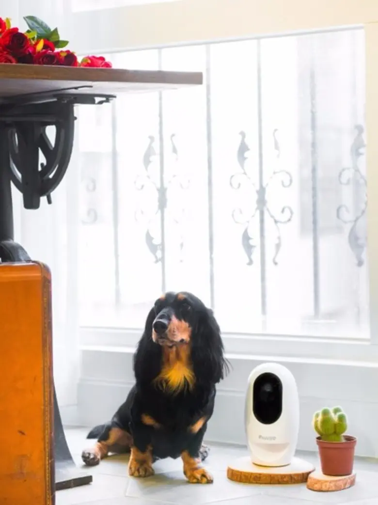 เอเซอร์ ลุยตลาดเพ็ทเลิฟเวอร์ เปิดตัว Pawbo+ และ Pawbo Catch กล้องอัจฉริยะ และสมาร์ททอย แก็ดเจ็ท