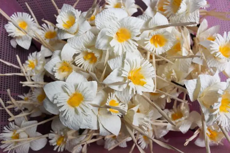 ศิลปิน ผู้ประกาศข่าว ช่อง 9 MCOT HD รวมใจประดิษฐ์ดอกไม้จันทน์ ถวาย “ในหลวง รัชกาลที่ 9”