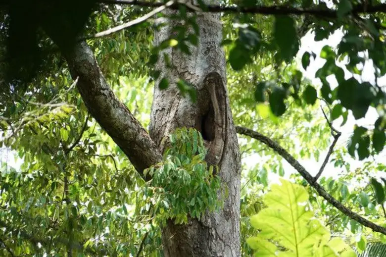 "นกเงือก" นอกจากจะถูกกำหนดให้เป็นสัญลักษณ...