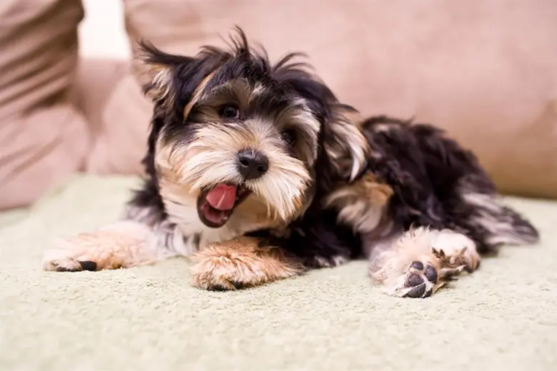 เพื่อนคู่เพ็ทโดย เมเจอร์ฯ ตอนที่ 1 "ข้อคิดดีๆ ในการฝึก “น้องหมา” ให้พร้อมเข้าสังคม"