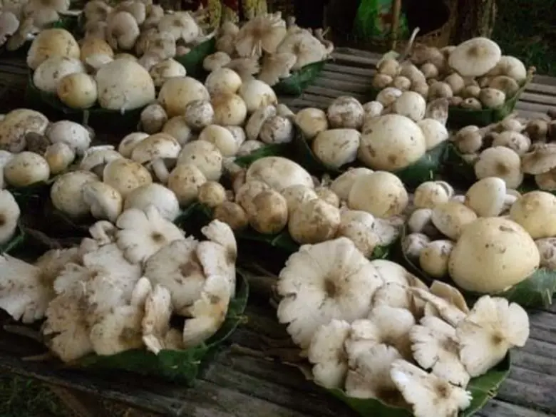 สคร.10 อุบลฯ เตือน ระวังอันตรายจากเห็ดพิษ