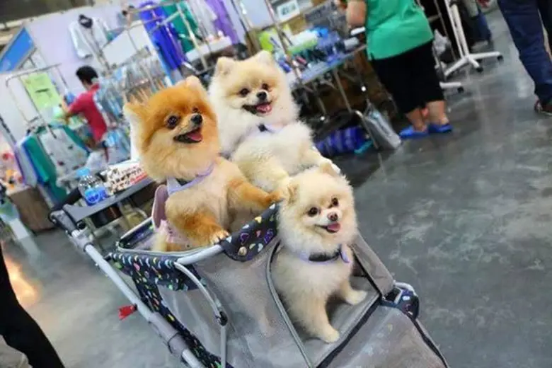 พร้อมแล้ว!! มหกรรมเพื่อคนรักสุนัขอันดับ 1 ของเมืองไทยและยิ่งใหญ่ที่สุดในอาเซียน “สมาร์ทฮาร์ท พรีเซนต์ ไทยแลนด์ อินเตอร์เนชั่นแนล ด็อกโชว์ 2017”