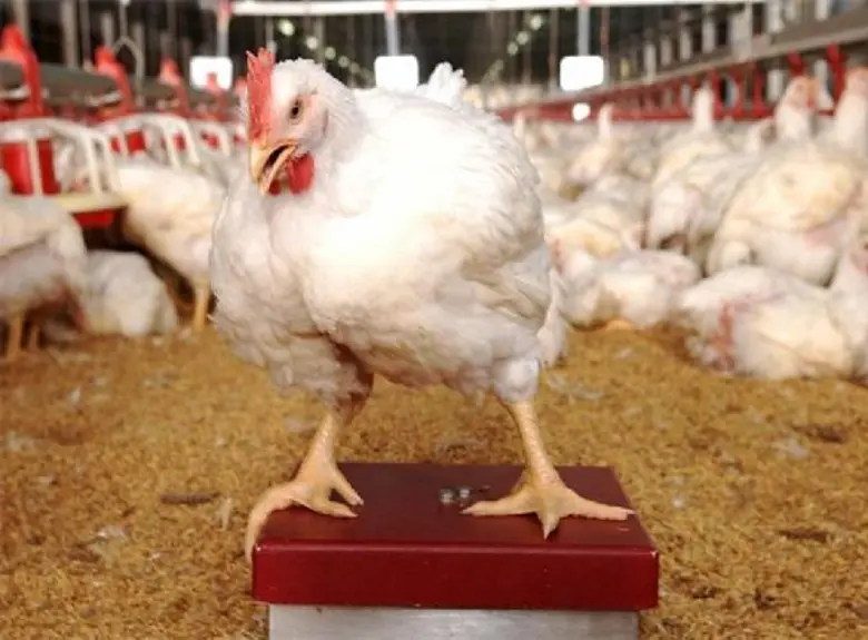 แม้ว่ามาตรฐานการเลี้ยงสัตว์ Animal Welfar...