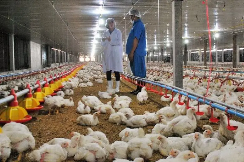 Animal Welfare..เลี้ยงสัตว์ตามหลักการสากล โดย น.สพ.พยุงศักดิ์ สมยานนทนากุล  รองกรรมการผู้จัดการด้านมาตรฐานการผลิตสัตว์ปีกและผู้เชี่ยวชาญสวัสดิภาพสัตว์