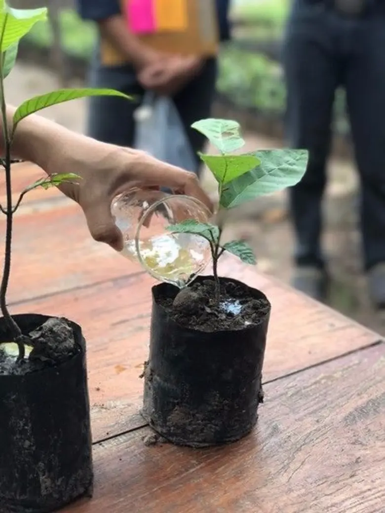 เห็ดระโงกกับไม้วงศ์ยาง เพื่อสนองแนวพระราชดำริ กิจกรรมสร้างป่าสร้างรายได้