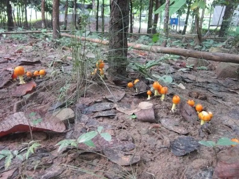 เห็ดระโงกกับไม้วงศ์ยาง เพื่อสนองแนวพระราชดำริ กิจกรรมสร้างป่าสร้างรายได้