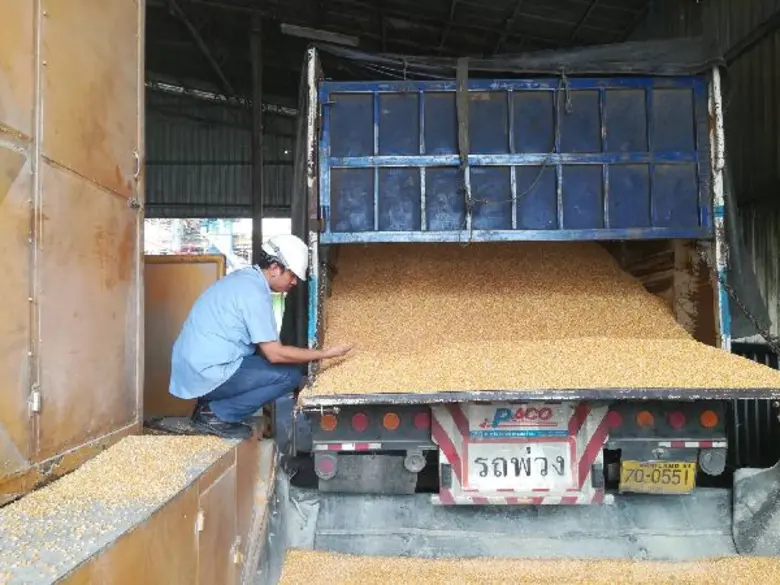CP ยืนยันยังเปิดรับซื้อผลผลิตข้าวโพดเลี้ยงสัตว์อย่างต่อเนื่อง