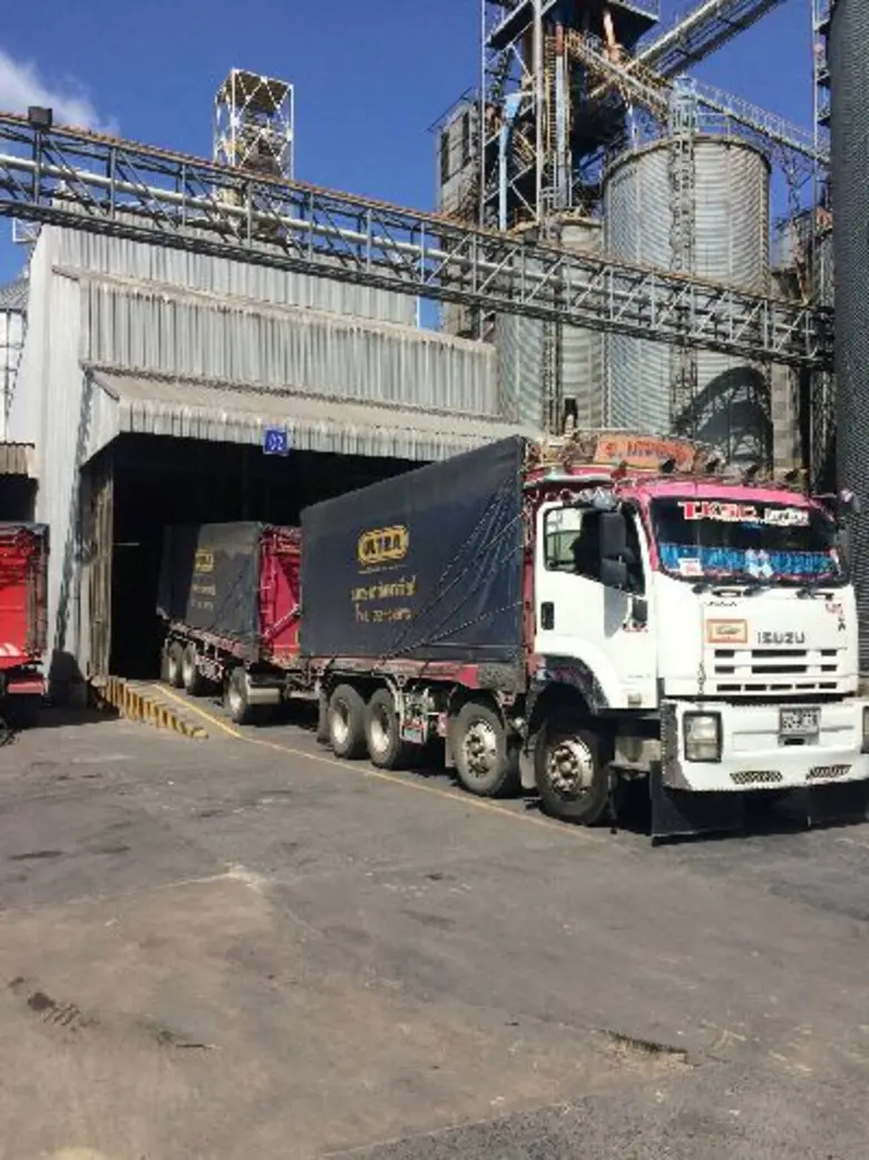 CP ยืนยันยังเปิดรับซื้อผลผลิตข้าวโพดเลี้ยงสัตว์อย่างต่อเนื่อง