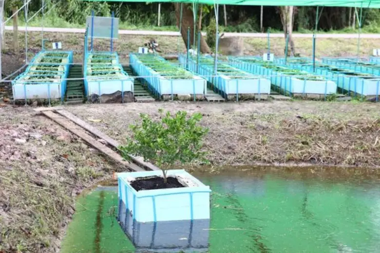 อาสาสมัครทีเอ็มบี ร่วมกับชุมชนท่าสะท้อน สร้างแปลงผักลอยน้ำ ในกิจกรรมเปลี่ยนชุมชนเพื่อความยั่งยืนโดย “ไฟ-ฟ้า ทีเอ็มบี”