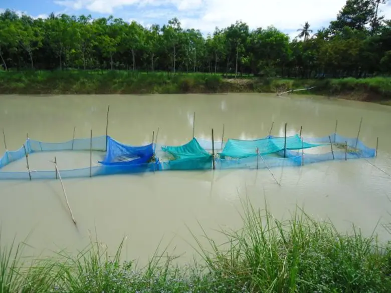 กรมประมงเดินหน้าขับเคลื่อนโครงการเกษตรอินทรีย์ หวังช่วยฟื้นฟูสิ่งแวดล้อม ควบคู่ไปกับการทำเกษตรตามหลักเศรษฐกิจพอเพียง ปัจจุบันรัฐบาลได้ให้ความสำคัญต่อภาคการเกษตรของไทย โดยได้สนับสนุนให้เกษตรกรยึดหลัก