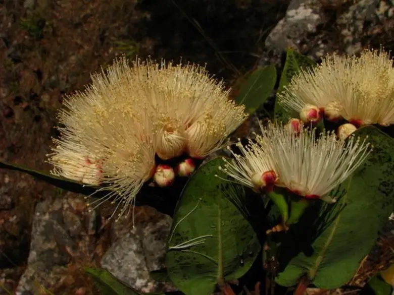 องค์การสวนพฤกษศาสตร์ (อ.ส.พ.) กระทรวงทรัพ...