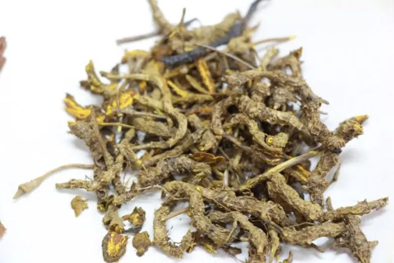 “ มารู้จักสมุนไพร รักษาโรคริดสีดวงทวารกันเถอะ ” ตามศาสตร์แพทย์แผนจีน