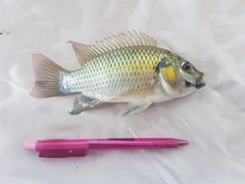 กรมประมงเตรียมคลอดกฎหมายปิดบัญชี “หมอสีคางดำ”  เผยแผนตั้งค่าหัวลากตัวขึ้นบก หลังทัพปลาล่าเนื้อที่ฝึกมาพร้อมออกล่า