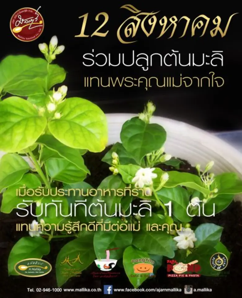 อ.มัลลิการ์ ร่วมรำลึกพระคุณแม่ผ่านทุกสาขาในเครือ มอบต้นมะลิพร้อมโปรโมชั่นน้ำมะม่วงอกร่องสูตรพิเศษ