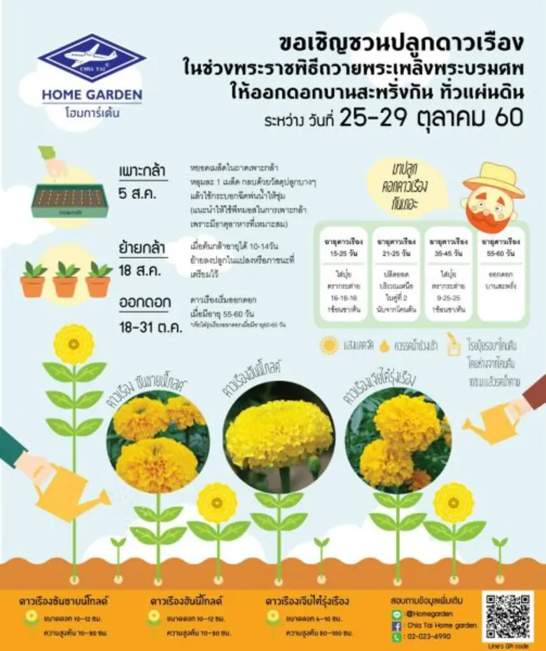 โฮมโปร เชิญชวนคนไทย ปลูกดอกดาวเรือง