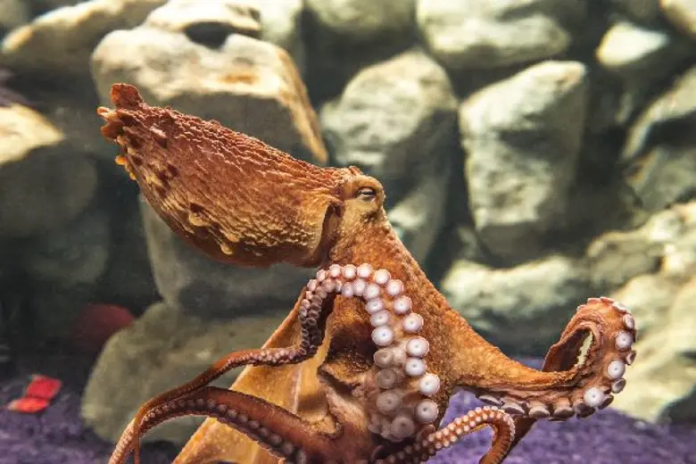 ซีไลฟ์ฯ เชิดชู 'ยอดคุณแม่’ 4 สายพันธุ์ ชวนแม่-ลูกเที่ยวรับวันหยุดยาวแสนประทับใจ