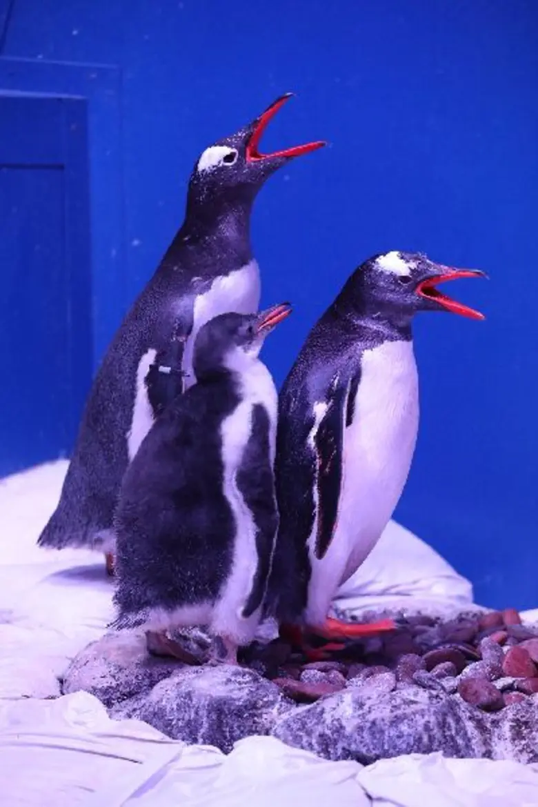 ซีไลฟ์ฯ เชิดชู 'ยอดคุณแม่’ 4 สายพันธุ์ ชวนแม่-ลูกเที่ยวรับวันหยุดยาวแสนประทับใจ