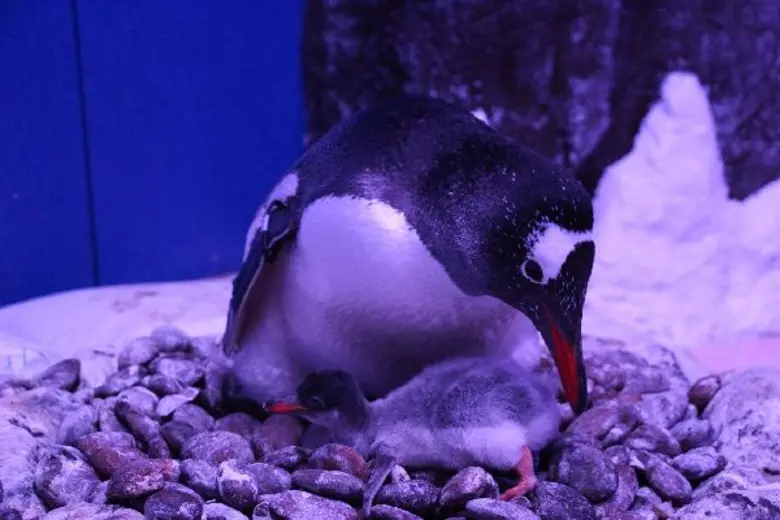 ซีไลฟ์ฯ เชิดชู 'ยอดคุณแม่’ 4 สายพันธุ์ ชวนแม่-ลูกเที่ยวรับวันหยุดยาวแสนประทับใจ