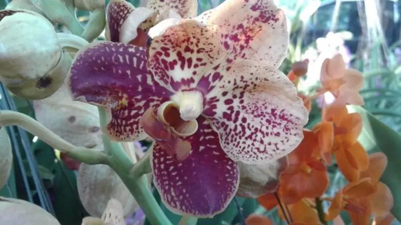 จังหวัดนครปฐม เดินหน้าเกษตรแปลงใหญ่ จัดงาน“เอ็กซ์โปกล้วยไม้งาม นครปฐม”