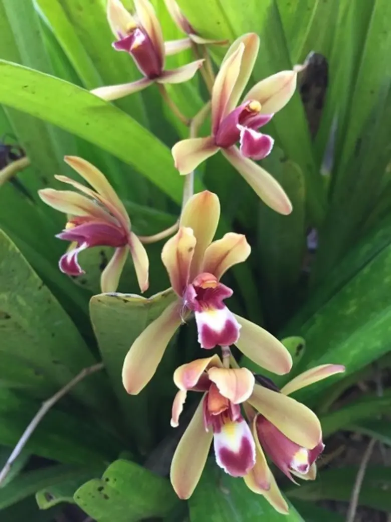 จังหวัดนครปฐม เดินหน้าเกษตรแปลงใหญ่ จัดงาน“เอ็กซ์โปกล้วยไม้งาม นครปฐม”