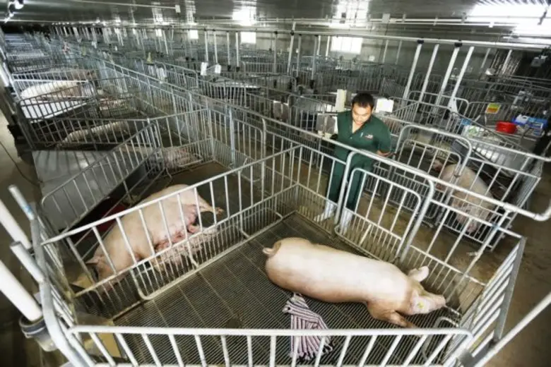 เบทาโกร พัฒนาการเลี้ยงสุกร ยกระดับมาตรฐาน...