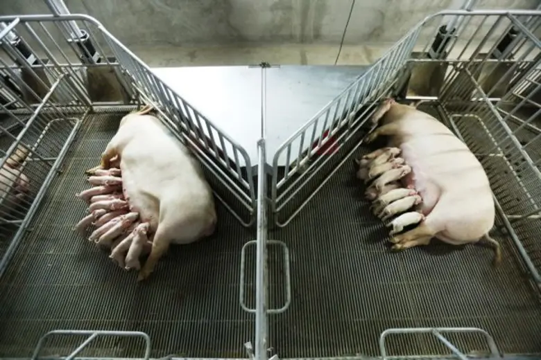 เบทาโกรตอกย้ำแนวคิด “เพื่อคุณภาพชีวิต” ประกาศนโยบาย สวัสดิภาพสัตว์ (Animal Welfare) เพื่อผู้บริโภคมั่นใจ จากสัตว์สุขภาพดี สู่ผู้บริโภคสุขภาพดี