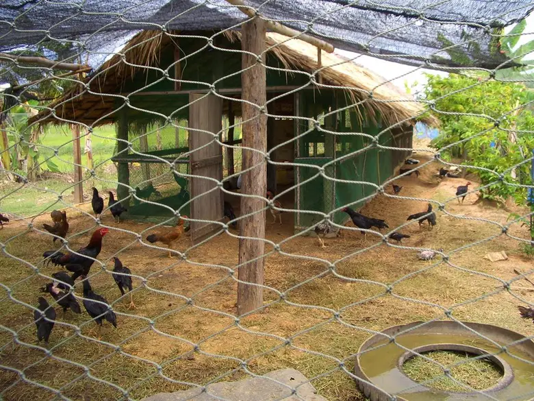 กรมปศุสัตว์เน้นย้ำมาตรการเฝ้าระวังโรคสัตว์ปีก ช่วงเปลี่ยนฤดูปลายฝนต้นหนาว