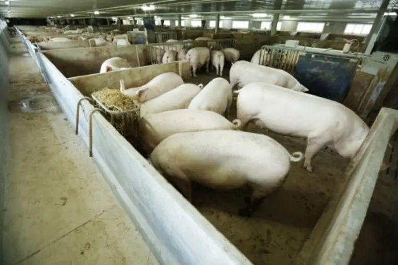 เบทาโกรตอกย้ำแนวคิด “เพื่อคุณภาพชีวิต” ประกาศนโยบาย สวัสดิภาพสัตว์ (Animal Welfare) เพื่อผู้บริโภคมั่นใจ จากสัตว์สุขภาพดี สู่ผู้บริโภคสุขภาพดี