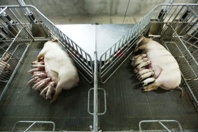 เบทาโกรตอกย้ำแนวคิด “เพื่อคุณภาพชีวิต” ประกาศนโยบาย สวัสดิภาพสัตว์ (Animal Welfare) เพื่อผู้บริโภคมั่นใจ จากสัตว์สุขภาพดี สู่ผู้บริโภคสุขภาพดี