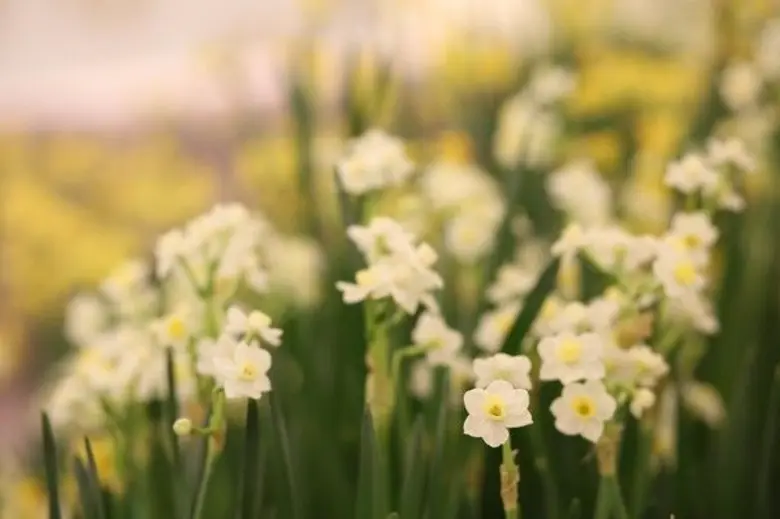 ศูนย์การค้า ดิ เอ็มโพเรี่ยม และอุทยานไม้ด...