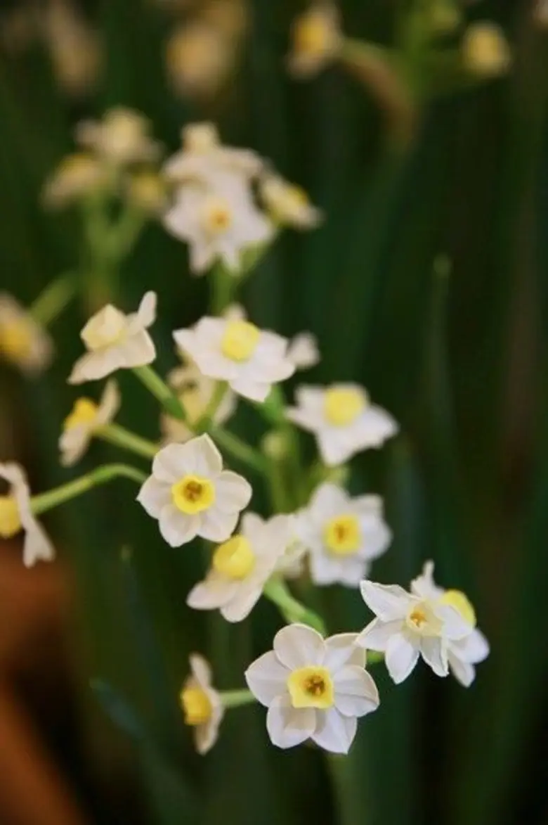 ดารารัตน์ ดอกไม้แห่งความคิดถึง