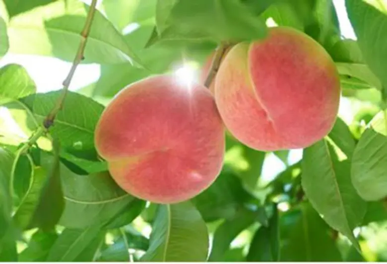 บริษัท บางกอกฟู้ด ซิสเต็ม จำกัด หนึ่งในผู...