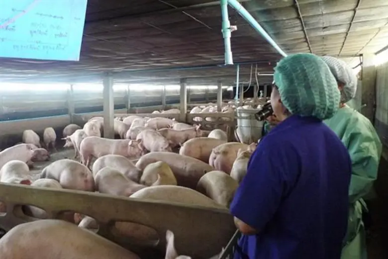สมาคมหมู ระบุหมูเป็นราคาตกเหตุการบริโภคลด ชี้เกษตรกรหวั่นหมูสหรัฐฯตีตลาดเริ่มทยอยเลิกเลี้ยง