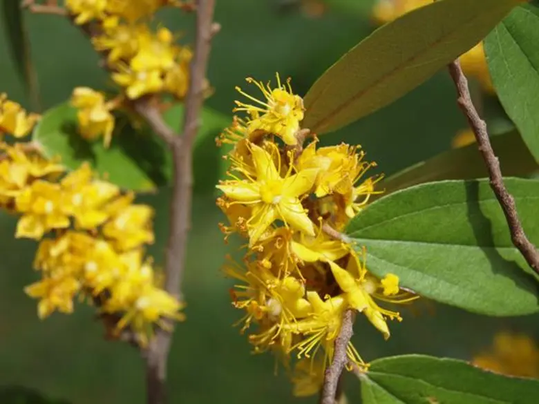 เดอะมอลล์ มหัศจรรย์แห่งพรรณไม้ ครั้งที่ 5 ขอเชิญสัมผัสมหัศจรรย์ไม้ดอกนานาพรรณ