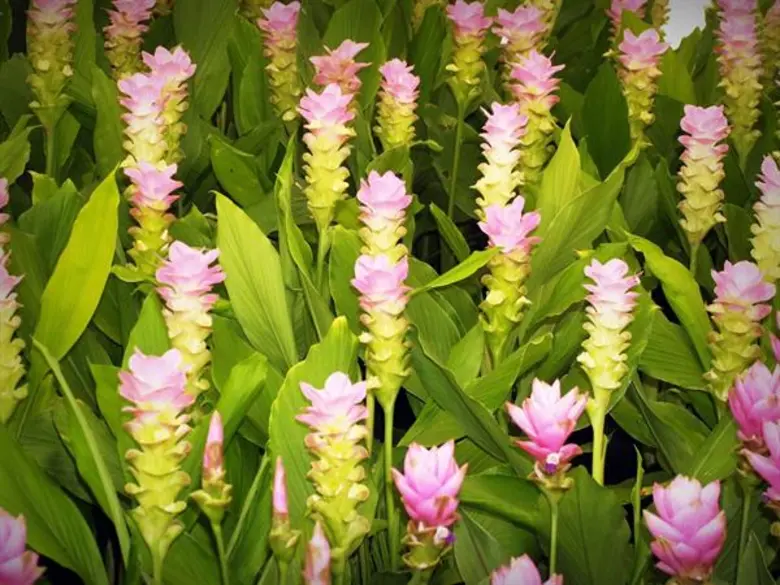 เดอะมอลล์ มหัศจรรย์แห่งพรรณไม้ ครั้งที่ 5 ขอเชิญสัมผัสมหัศจรรย์ไม้ดอกนานาพรรณ