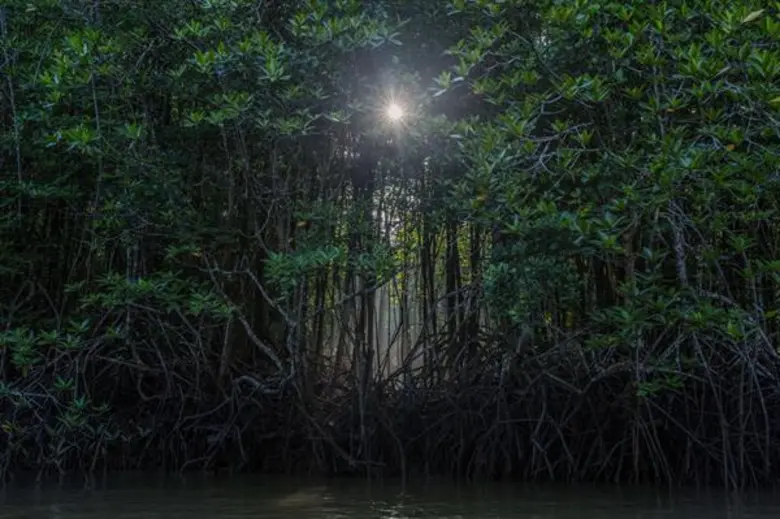 ท่องเที่ยววิถีชุมชนในคอนเซปต์ “Magical Mangroves” เที่ยวสงาด บ้านแหลมมะขาม จ.ตราด ย้อนรอยพระพุทธเจ้าหลวง เรียนรู้นิเวศน์ป่าโกงกาง ลุยเลนลานล่าหอยปากเป็ด’ 1 ใน 10 ชุมชนต้นแบบแห่งความยั่งยืน จาก ททท.
