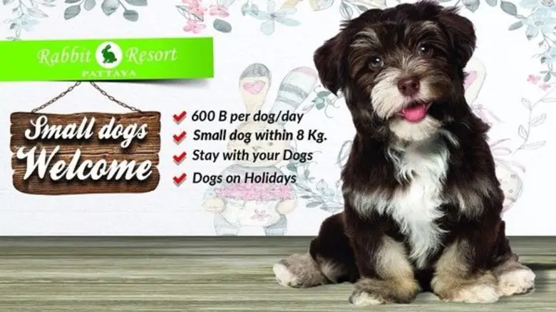 แรบบิท รีสอร์ท พัทยา ภายในบรรยากาศโอบล้อม...