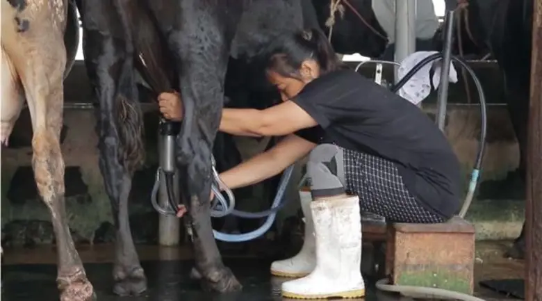 อาชีพเกษตรโคนม อาชีพพระราชทานที่พระบาทสมเ...