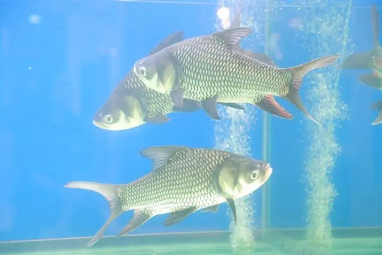 ประมงรำลึก สำนึกในพระมหากรุณาธิคุณ ครั้งที่ 7 “๙ แห่งพระมหากรุณาธิคุณ”