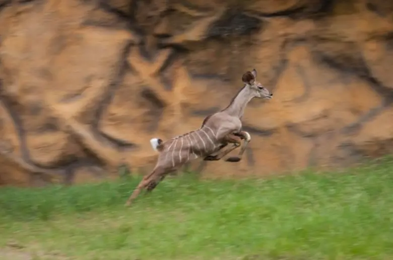 สำนักงานพัฒนาพิงคนคร (องค์การมหาชน) โดยสำ...