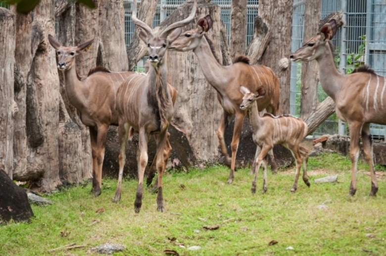 เชียงใหม่ไนท์ซาฟารี เปิดตัวสมาชิกใหม่ “กูดูใหญ่” ต้อนรับเทศกาลลอยกระทงยี่เป็ง