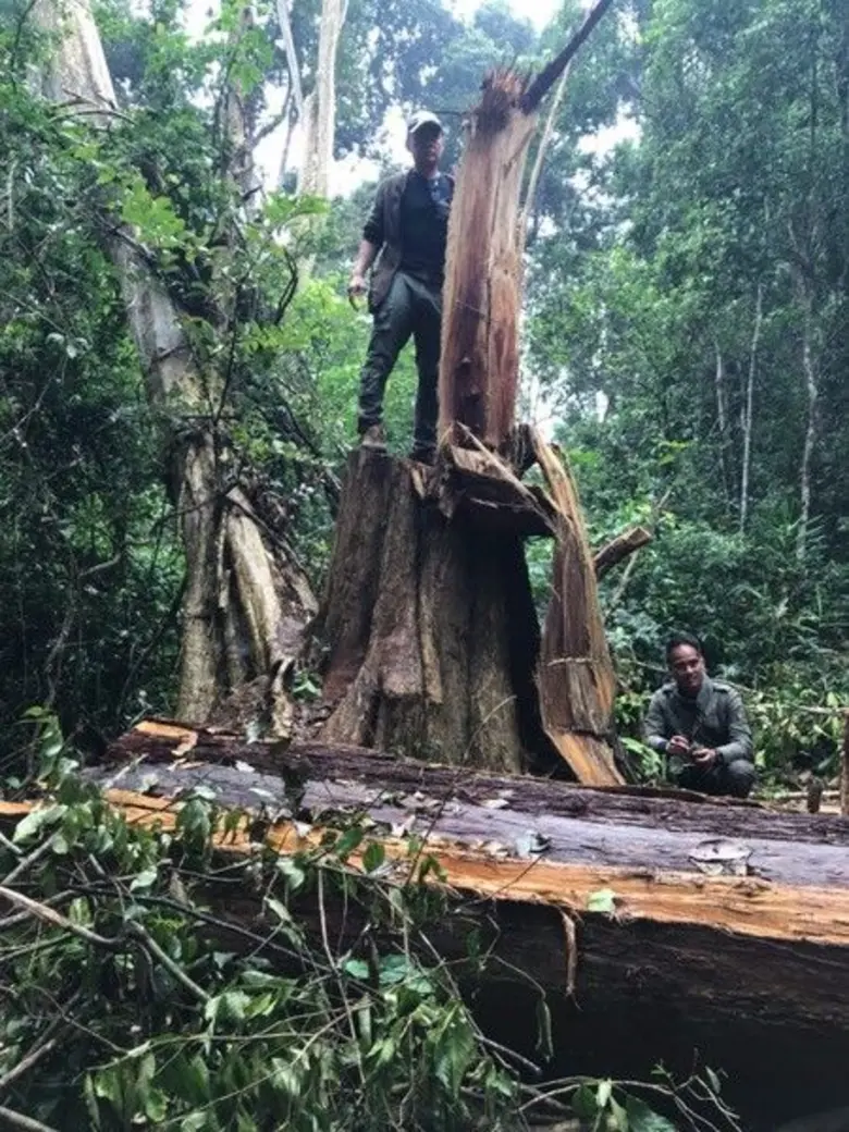 พยัคฆ์ไพรสู้ไม่ถอย ขยายผลกลุ้มขบวนการลักลอบค้าไม้พะยูงข้ามชาติ