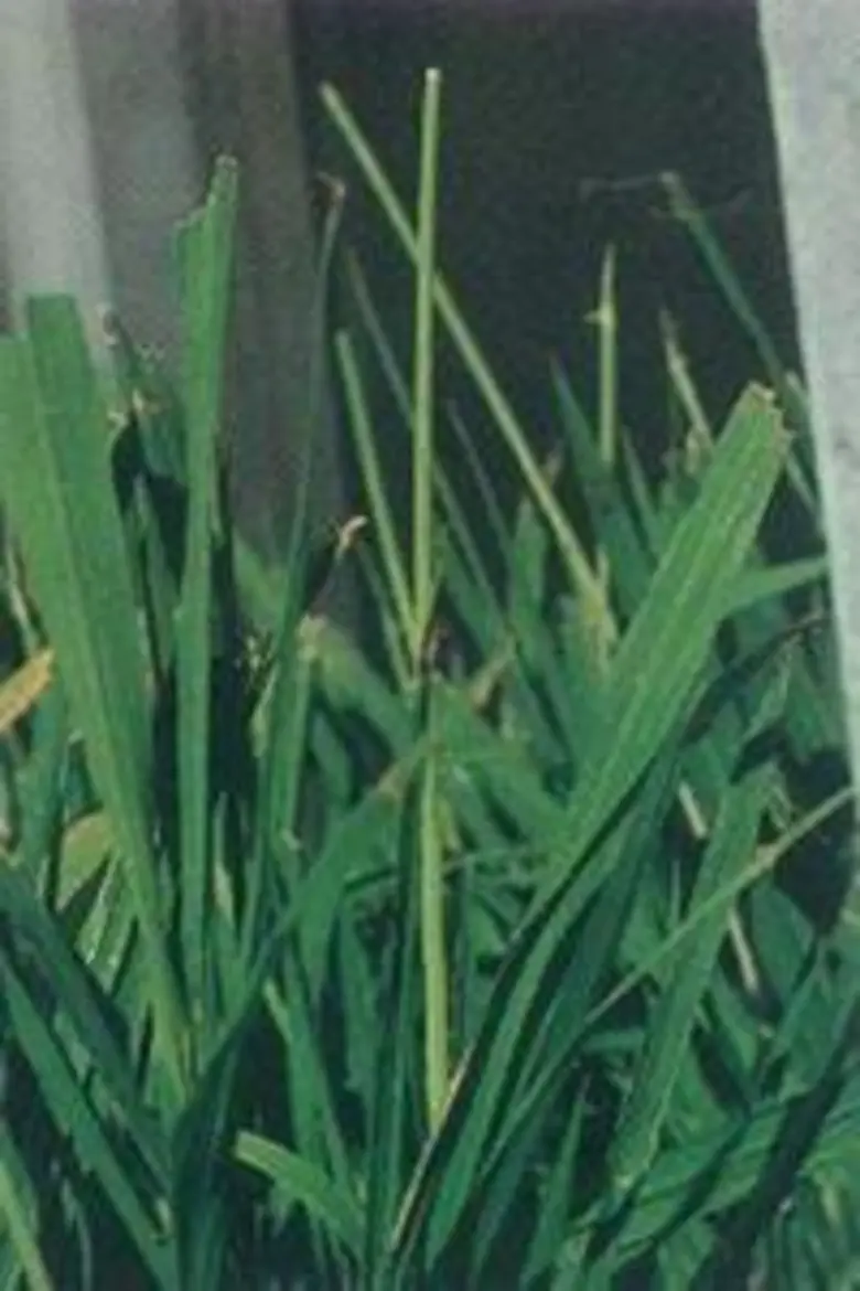 กรมส่งเสริมการเกษตรเตือนเกษตรกรผู้ปลูกข้า...