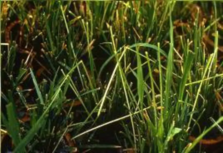 เตือนแมลงบั่วระบาดในนาข้าว