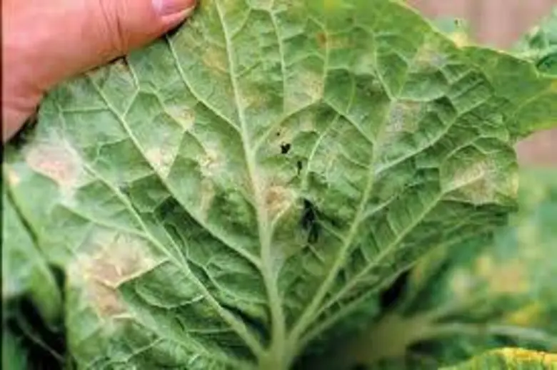 กรมส่งเสริมการเกษตร เตือนเกษตรกรผู้ปลูกพื...